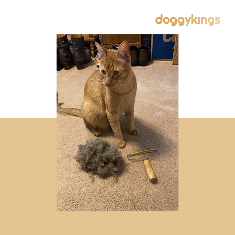 Doggykings Pet Hair Remover™